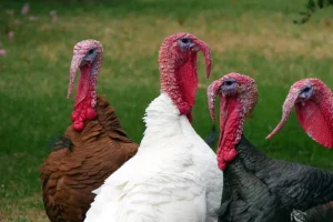 1659170976_turkey (1)
